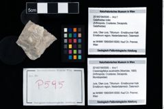 Foto (Objekt + Etikett) von Cracensigillatus acutirostris (Moericke, 1889)  (NHMW-GEO-2014-0194-0595)